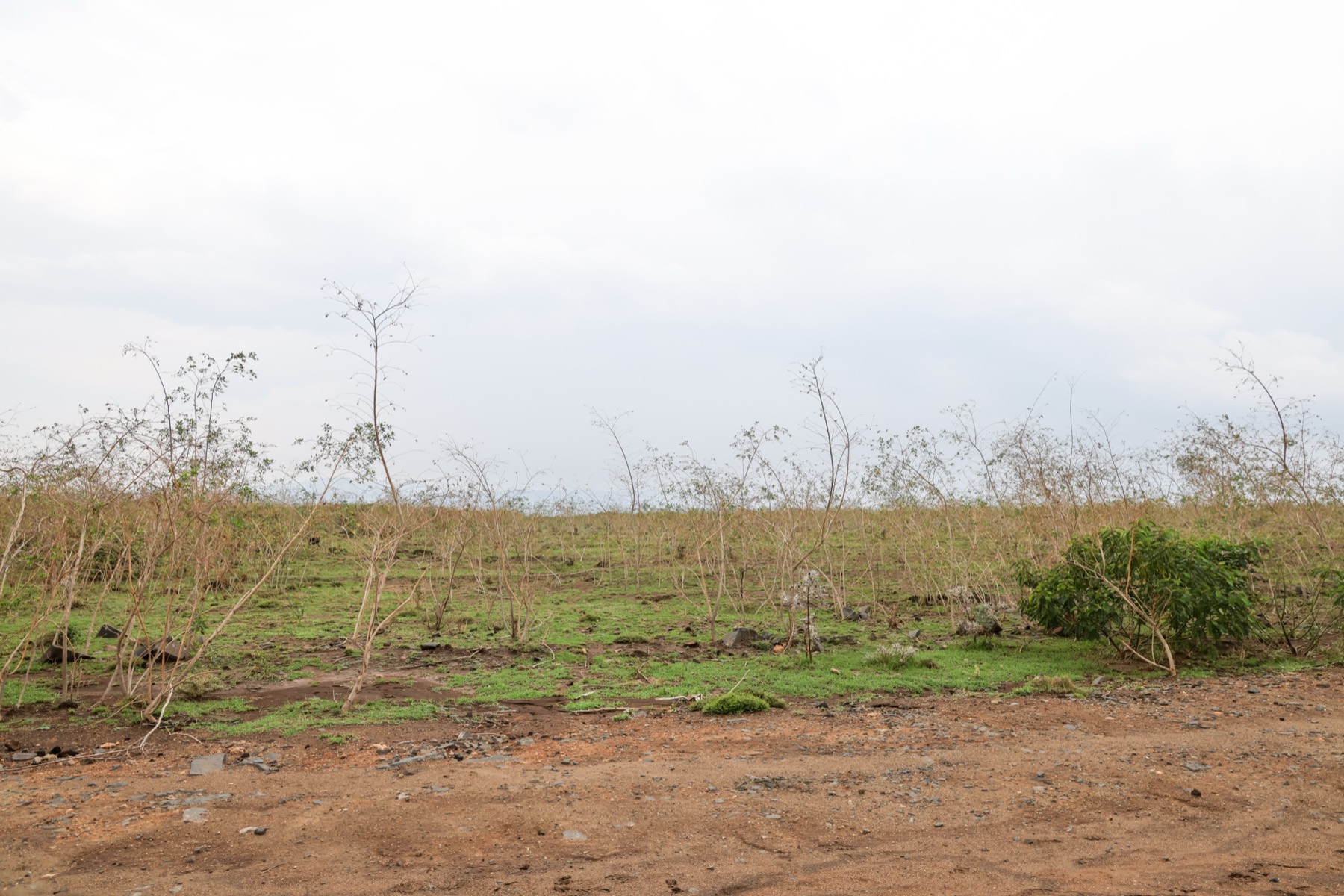 The land at Hells Gate before the build — sparse acacia, volcanic soil, Rift Valley horizon